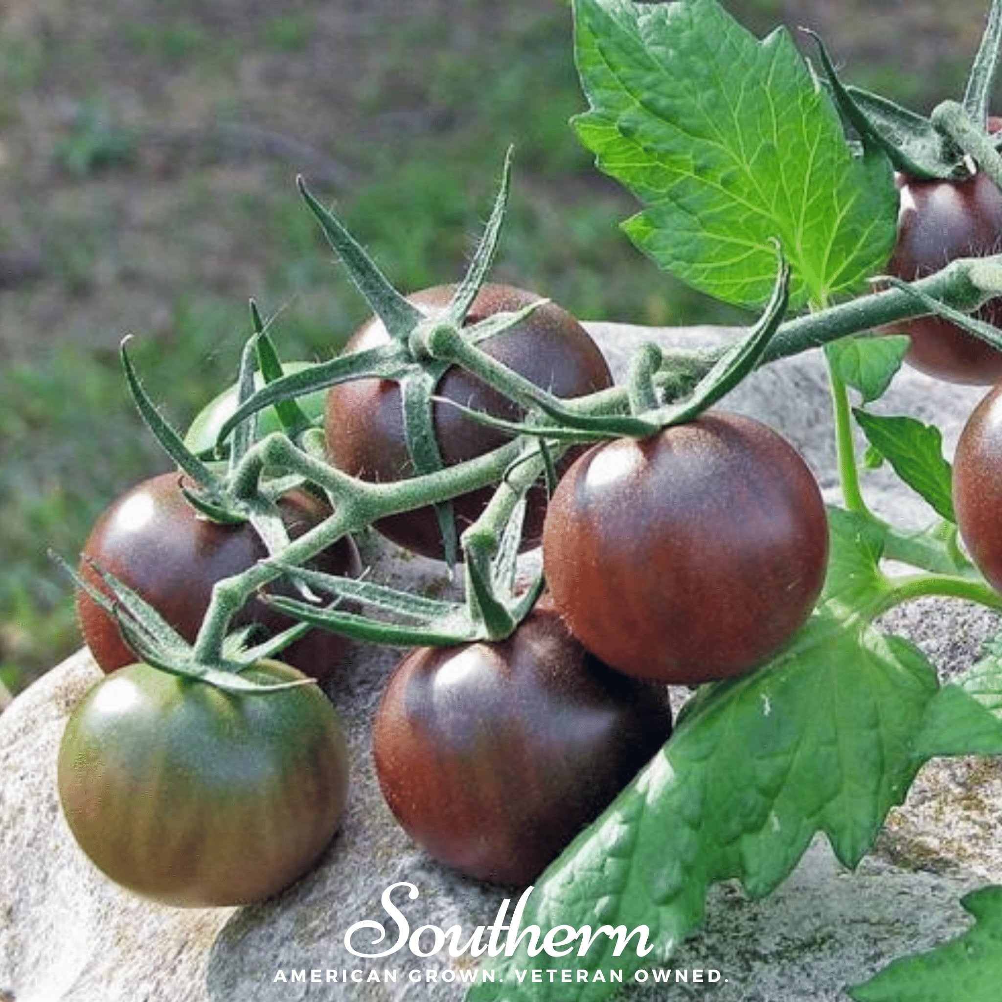 Chocolate Cherry Tomato – 25 Seeds | Seeds | Wiccan Center
