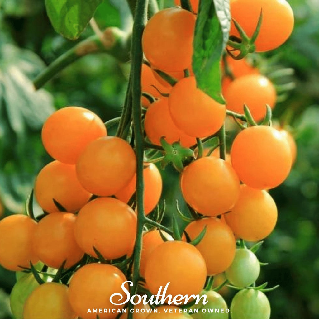 Gold Nugget Tomato – 50 Seeds | Seeds | Wiccan Center