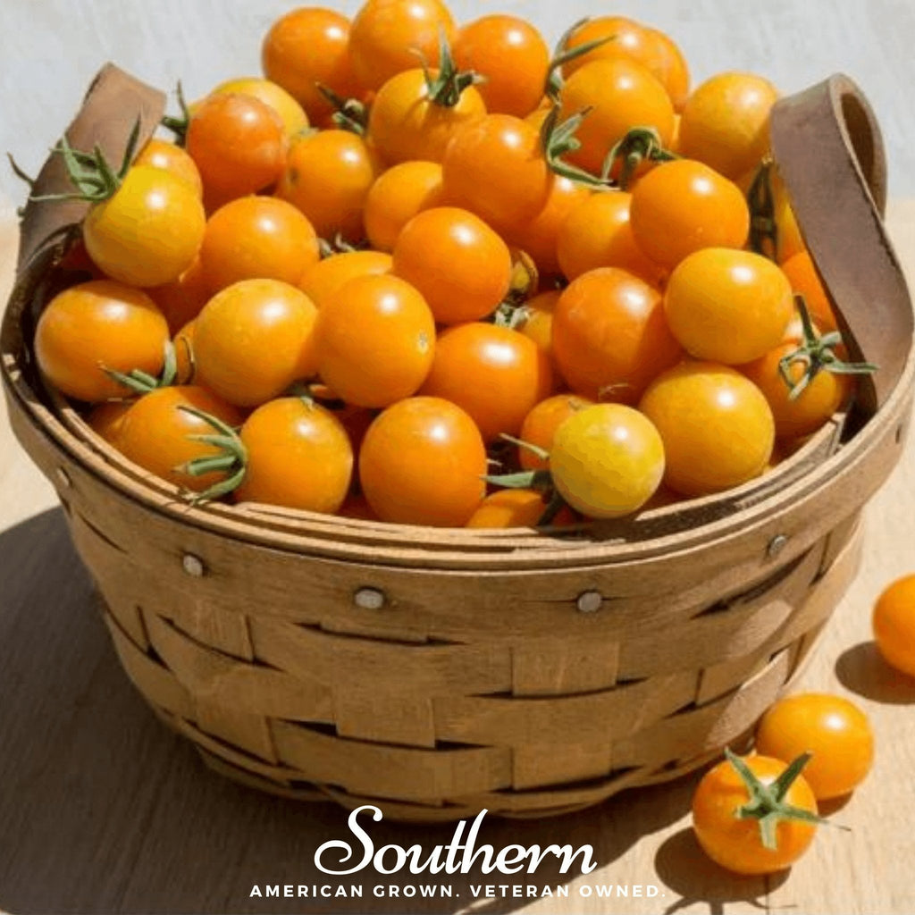 Gold Nugget Tomato – 50 Seeds | Seeds | Wiccan Center