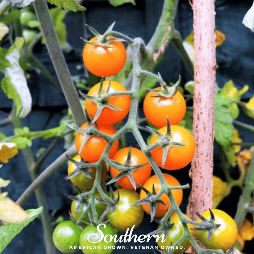 Gold Nugget Tomato – 50 Seeds | Seeds | Wiccan Center