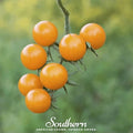 Gold Nugget Tomato – 50 Seeds | Seeds | Wiccan Center