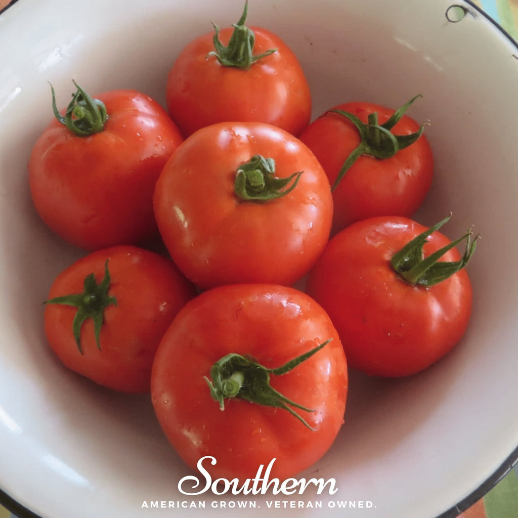 Homestead Tomato – 50 Seeds | Seeds | Wiccan Center