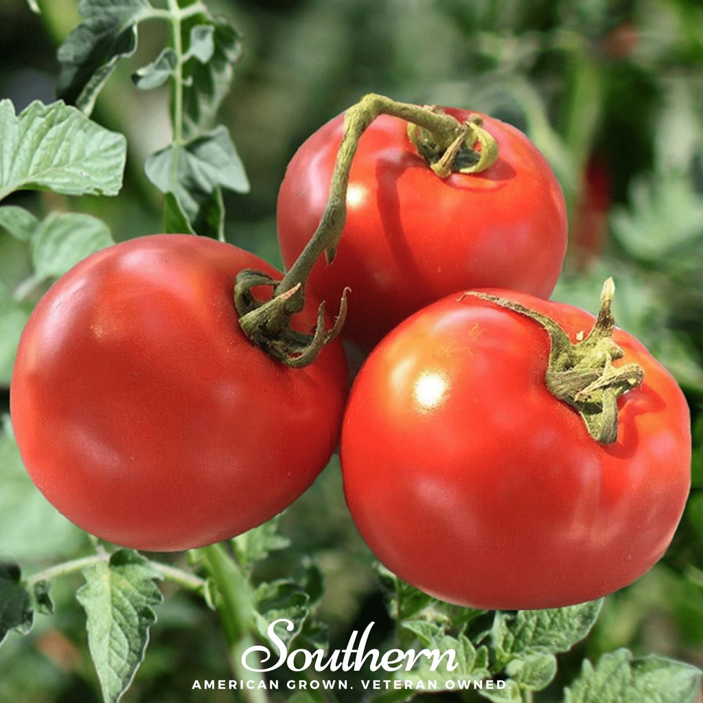 Homestead Tomato – 50 Seeds | Seeds | Wiccan Center
