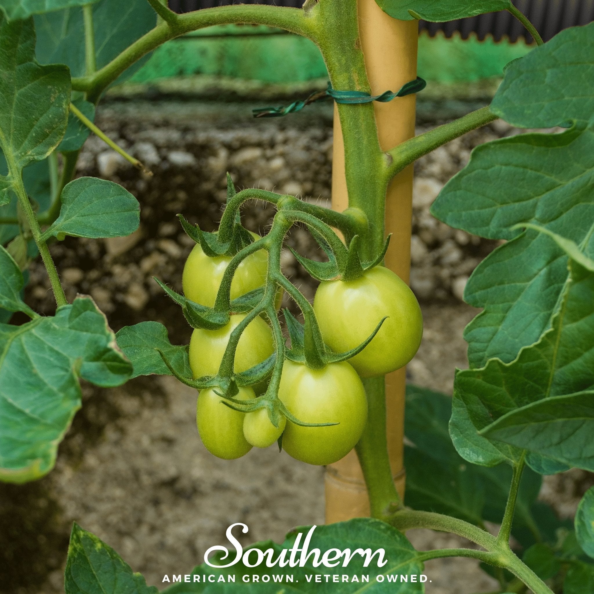 Moneymaker Tomato – 50 Seeds | Seeds | Wiccan Center