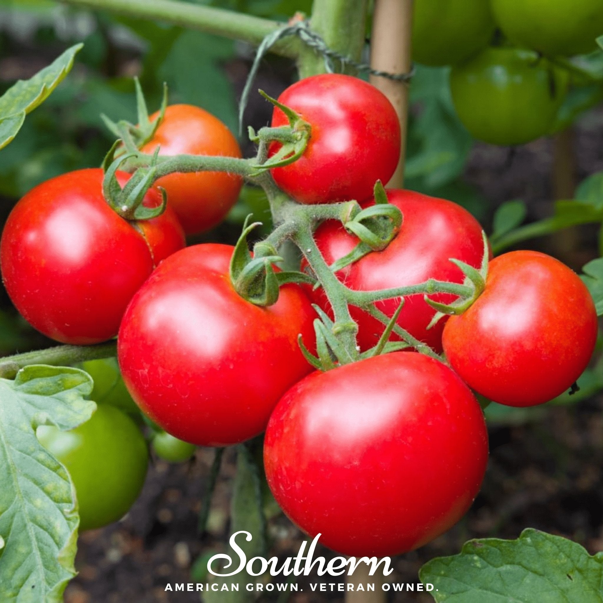 Moneymaker Tomato – 50 Seeds | Seeds | Wiccan Center