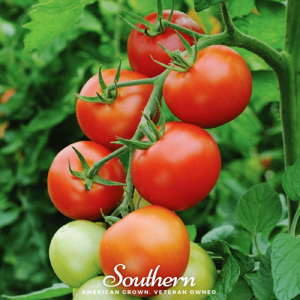 Moneymaker Tomato – 50 Seeds | Seeds | Wiccan Center