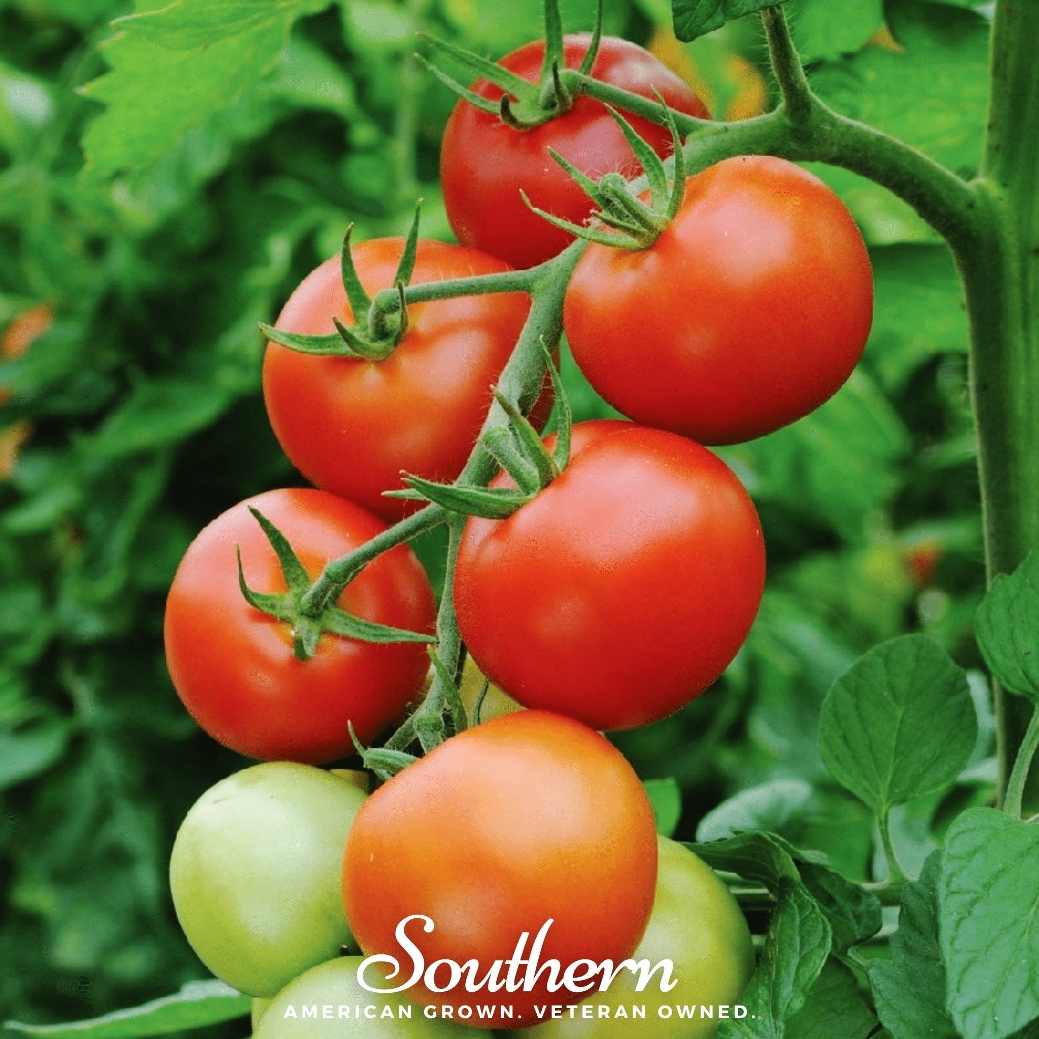 Moneymaker Tomato – 50 Seeds | Seeds | Wiccan Center
