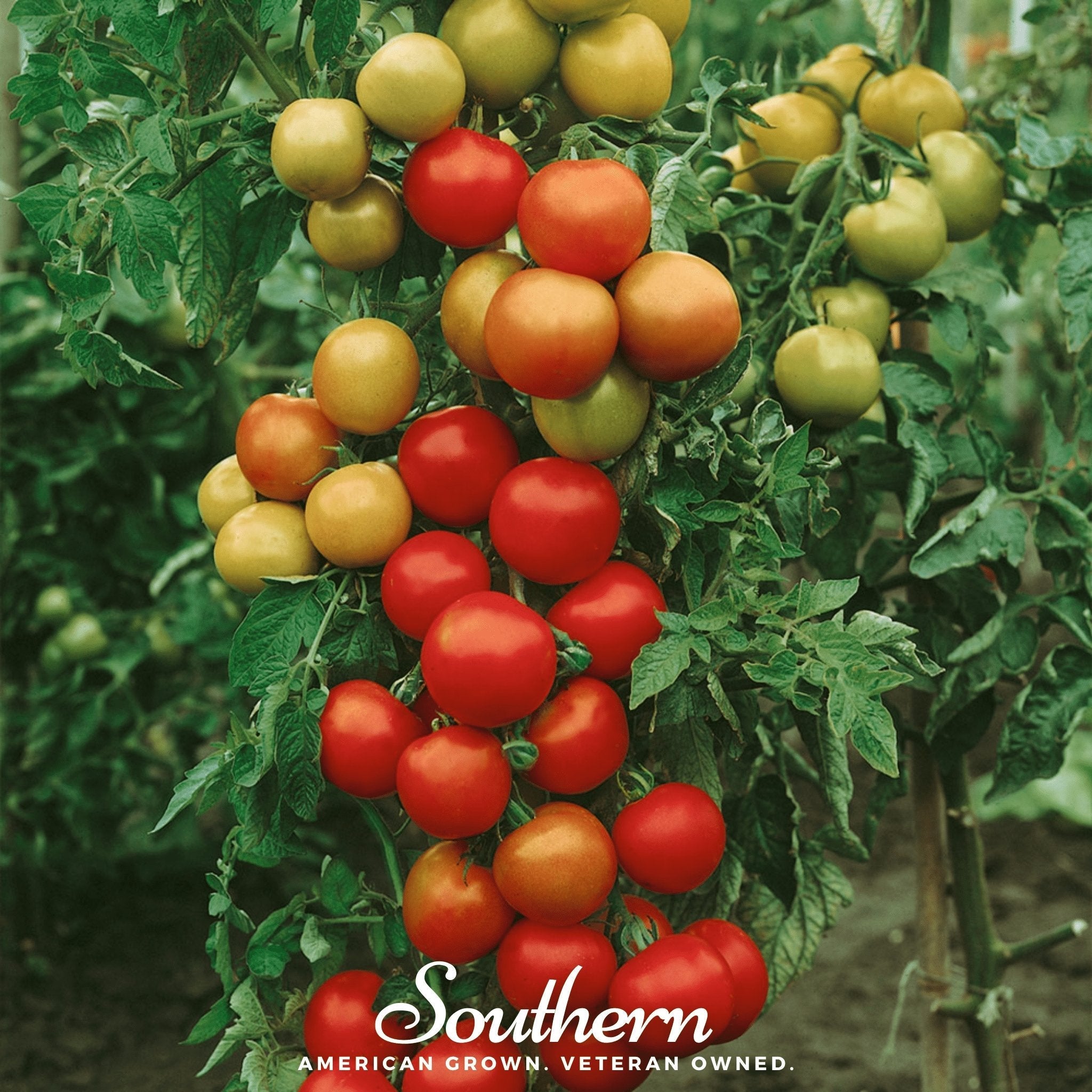 Moneymaker Tomato – 50 Seeds | Seeds | Wiccan Center