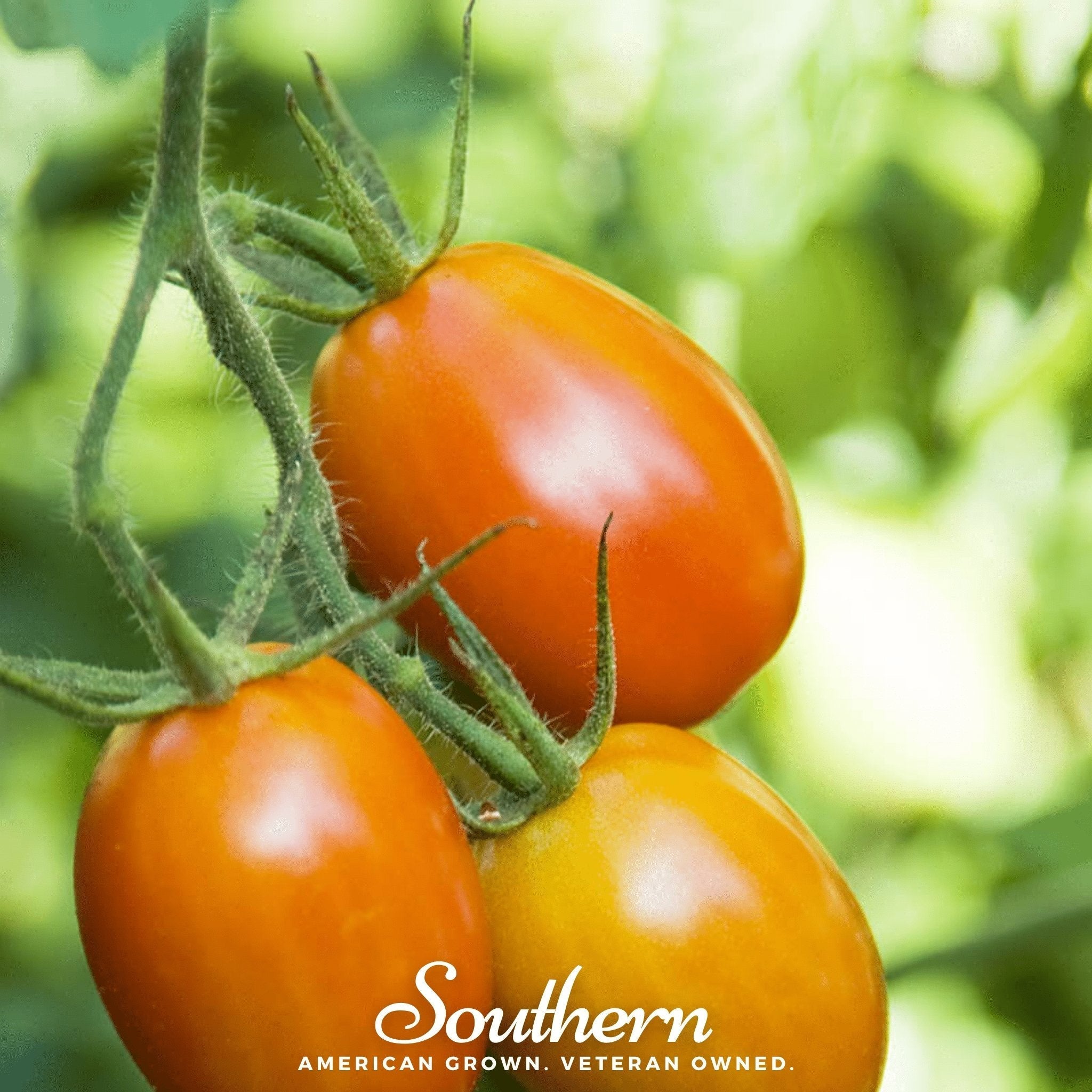 Roma VF Tomato – 50 Seeds | Seeds | Wiccan Center