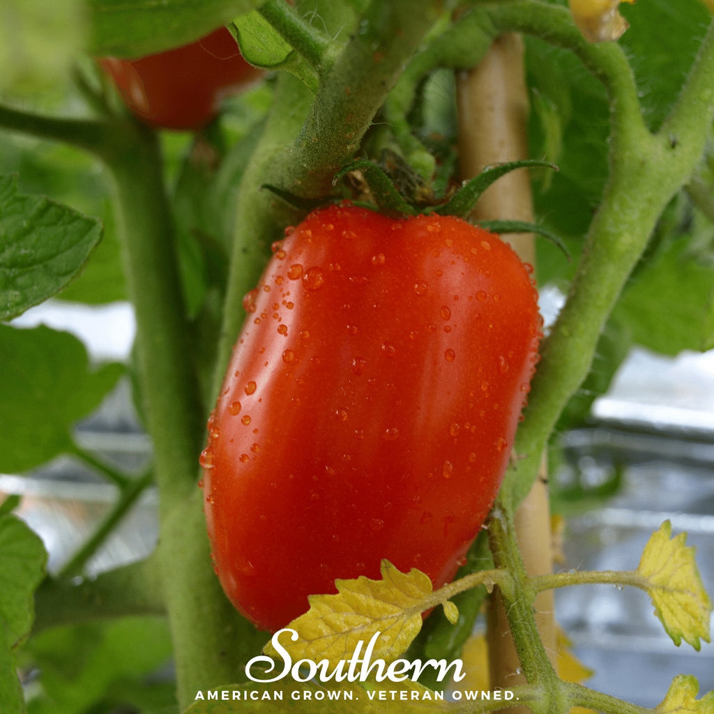 San Marzano Tomato – 50 Seeds | Seeds | Wiccan Center
