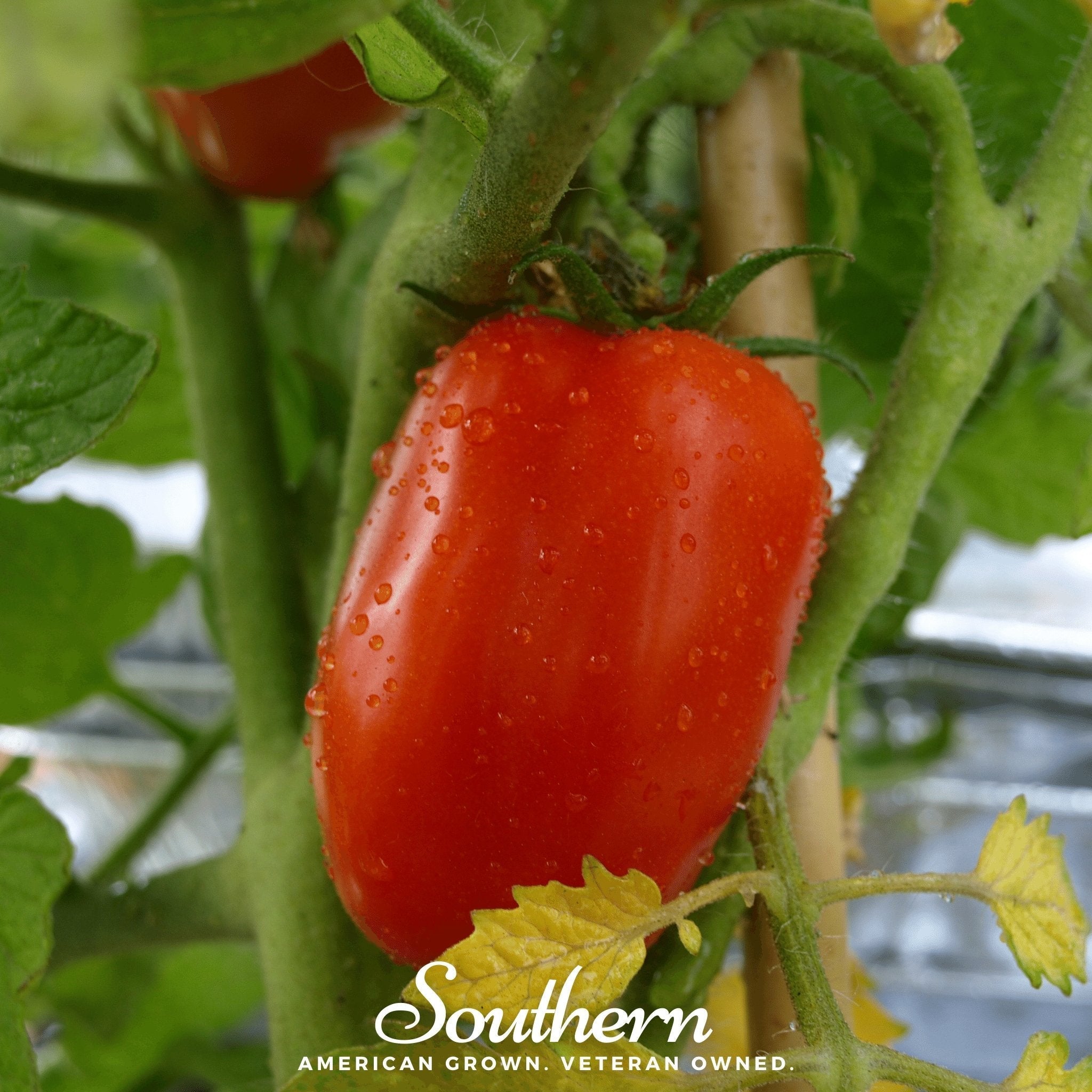 San Marzano Tomato – 50 Seeds | Seeds | Wiccan Center