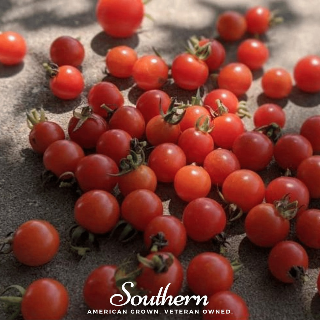 Sweetie Tomato – 50 Seeds | Seeds | Wiccan Center