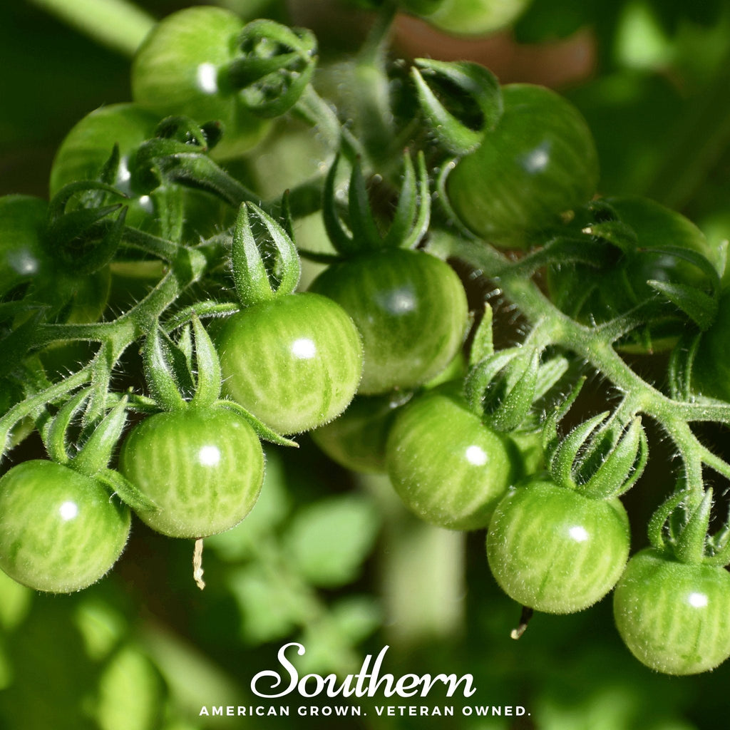 Sweetie Tomato – 50 Seeds | Seeds | Wiccan Center