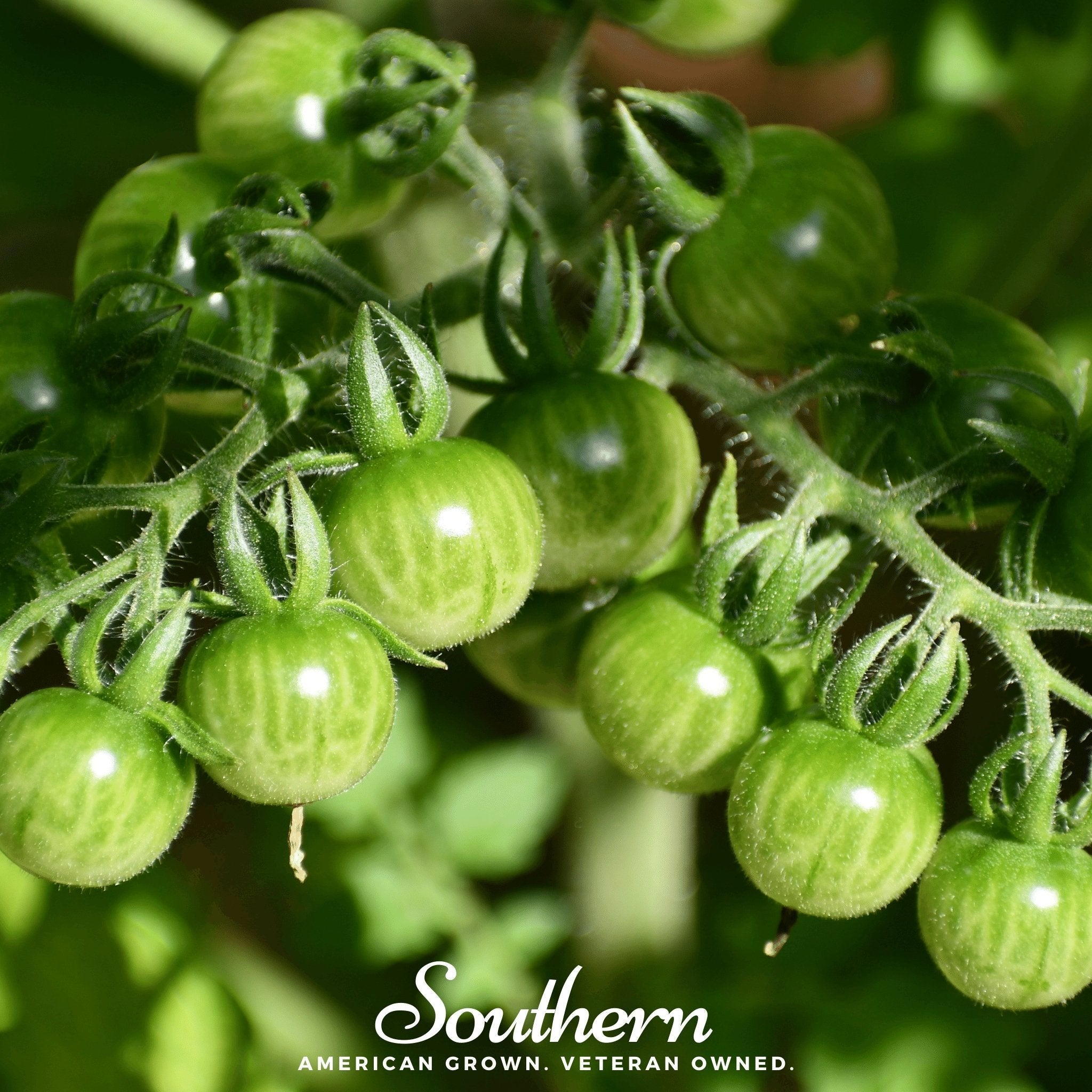 Sweetie Tomato – 50 Seeds | Seeds | Wiccan Center