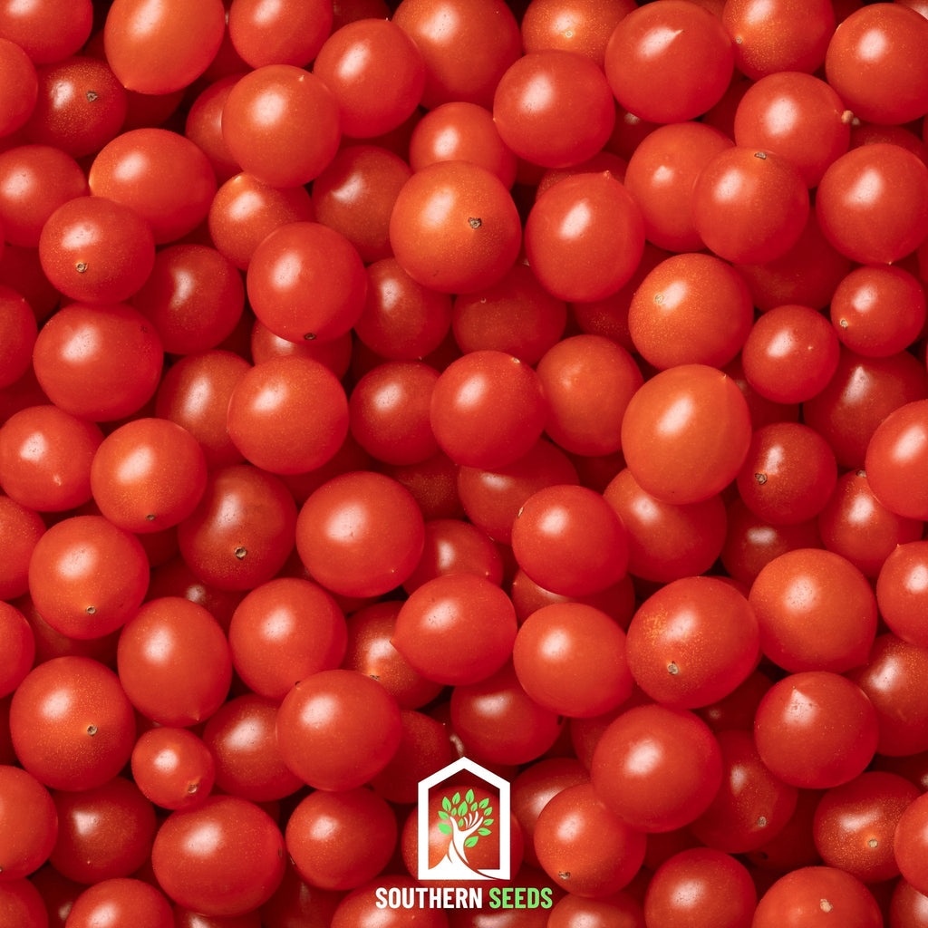 World's Smallest Tomato – Tomberry – 25 Seeds | Seeds | Wiccan Center