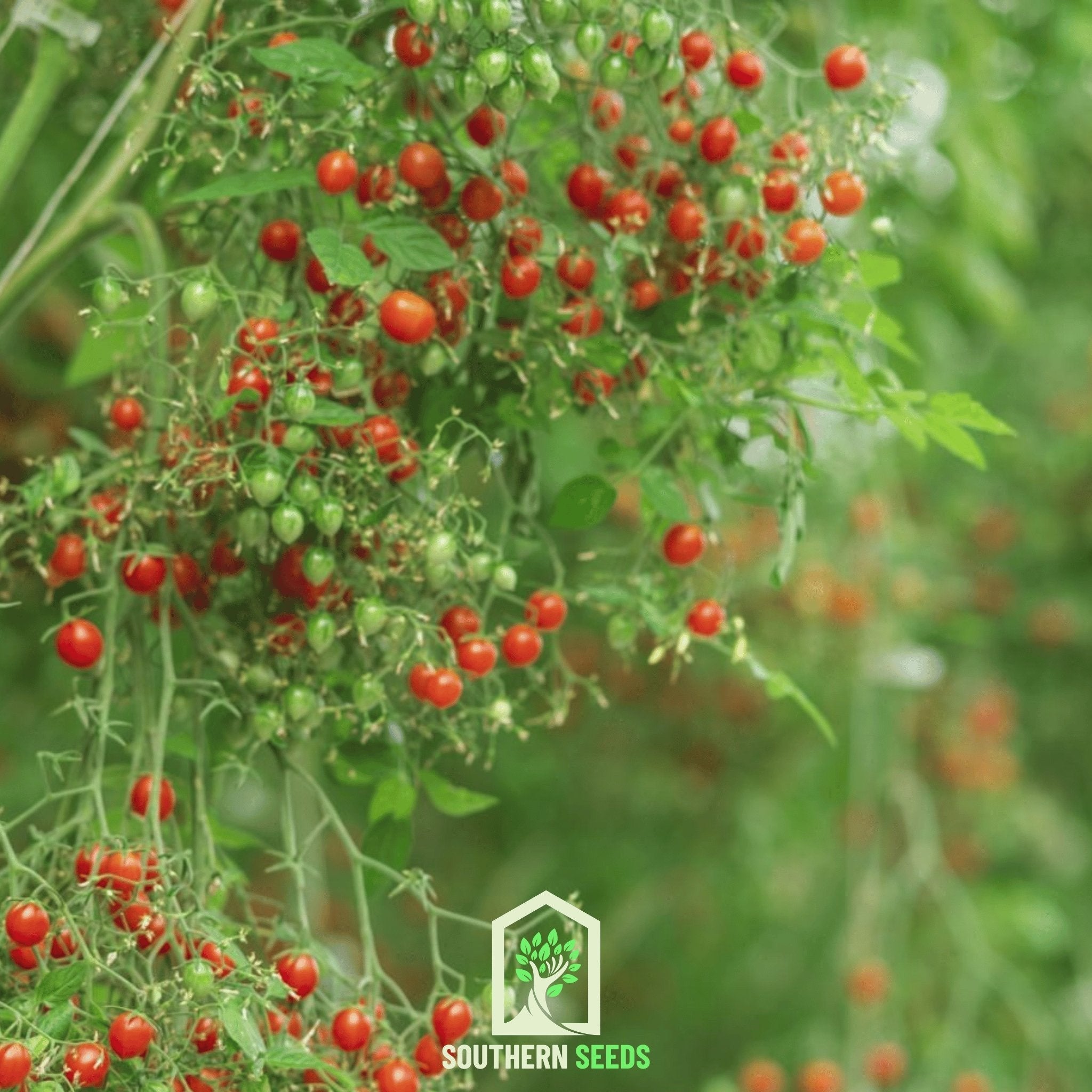 World's Smallest Tomato – Tomberry – 25 Seeds | Seeds | Wiccan Center