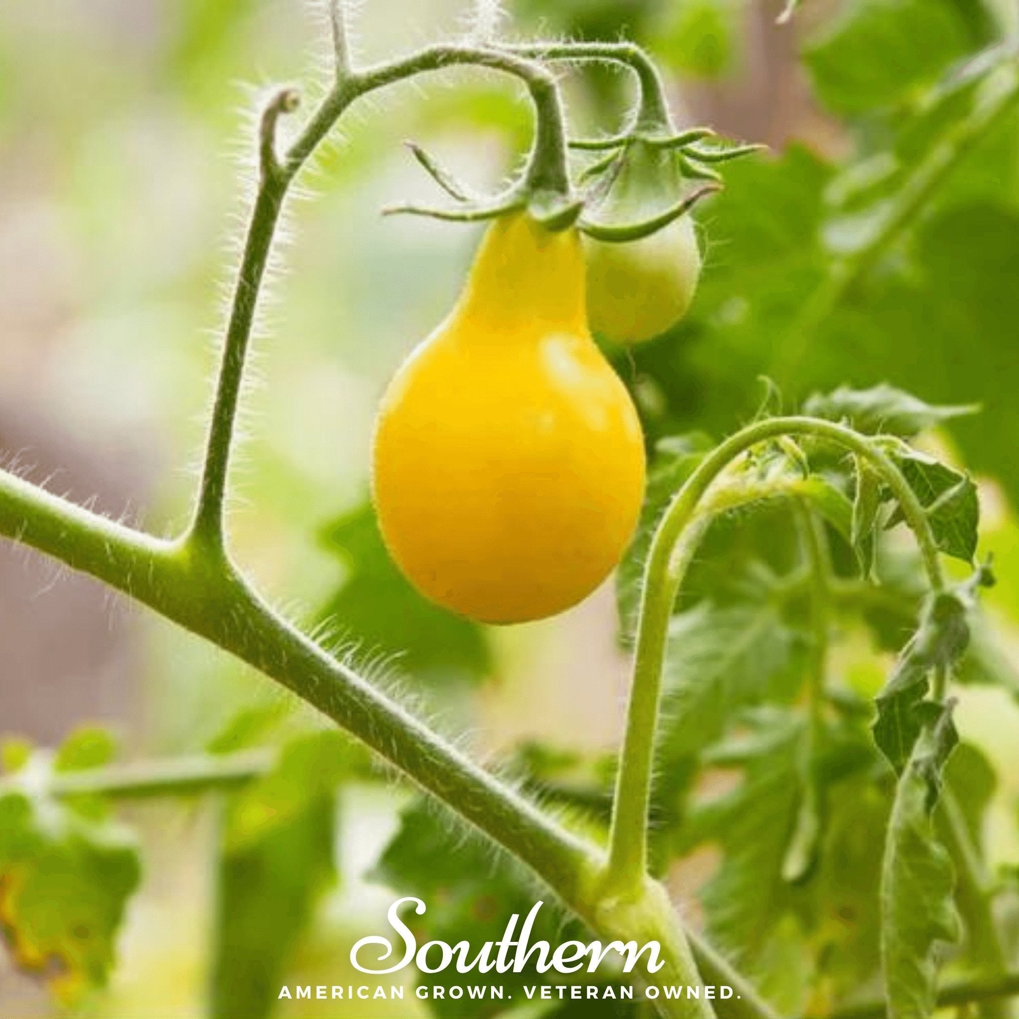 Yellow Pear Tomato – 50 Seeds | Seeds | Wiccan Center