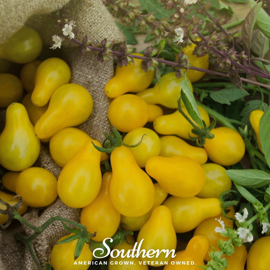 Yellow Pear Tomato – 50 Seeds | Seeds | Wiccan Center