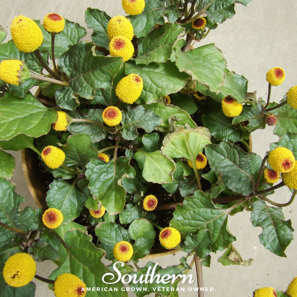 Toothache Plant – 50 Seeds | Seeds | Wiccan Center