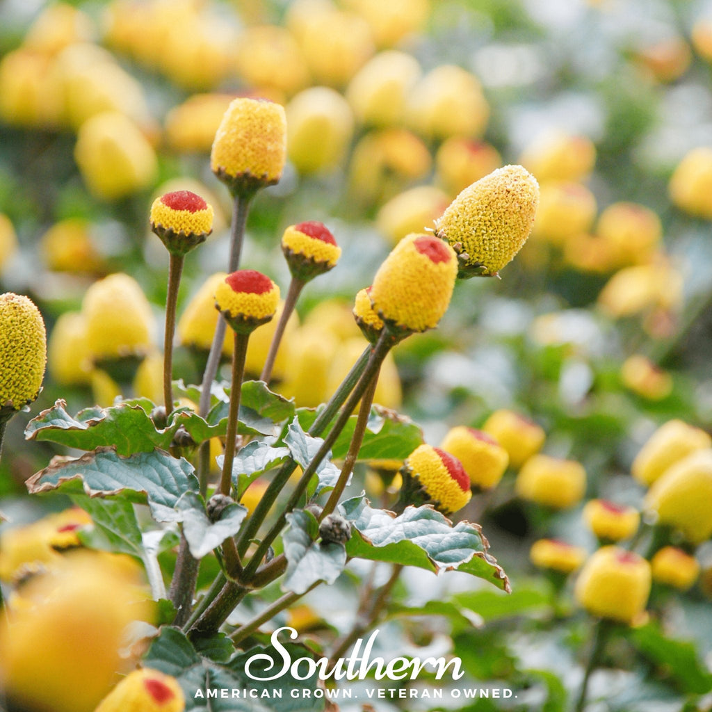 Toothache Plant – 50 Seeds | Seeds | Wiccan Center
