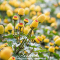 Toothache Plant – 50 Seeds | Seeds | Wiccan Center