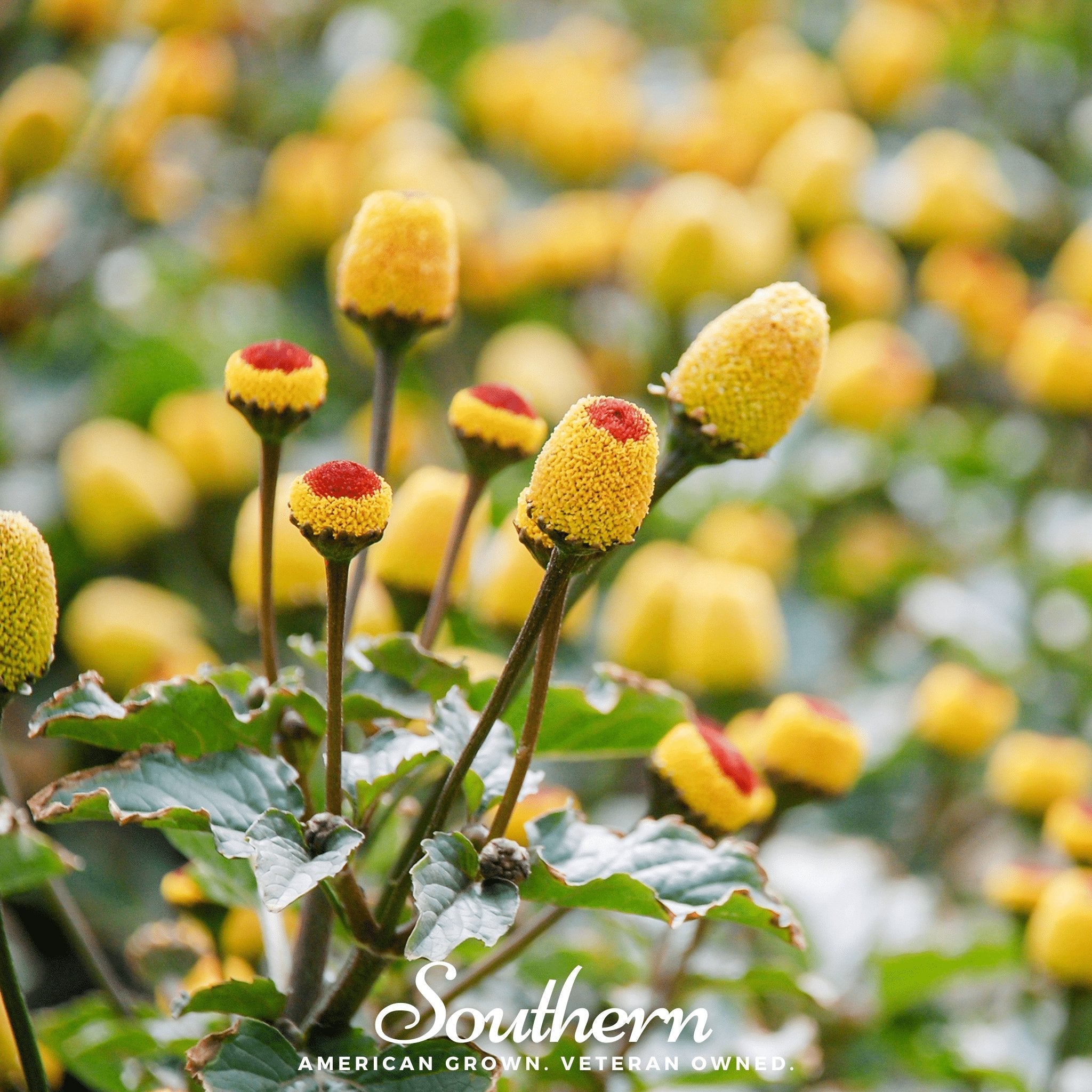 Toothache Plant – 50 Seeds | Seeds | Wiccan Center