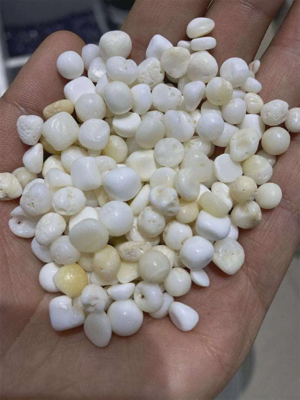 Tridacna Shell "Pearls" | Tumbled Stones | Wiccan Center