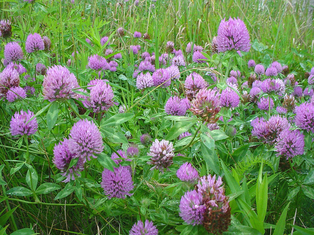 Red Velvet™ Alternative Lawn Seed (Red Carpet Clover) | | Wiccan Center