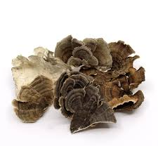 Turkey Tail Mushroom (1 oz) | Herbs | Wiccan Center