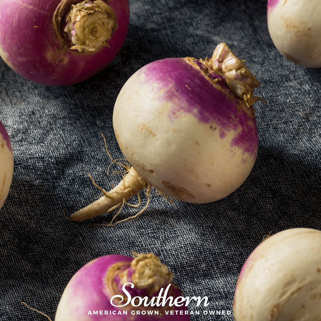 Purple Top White Globe Turnip – 250 Seeds | Seeds | Wiccan Center