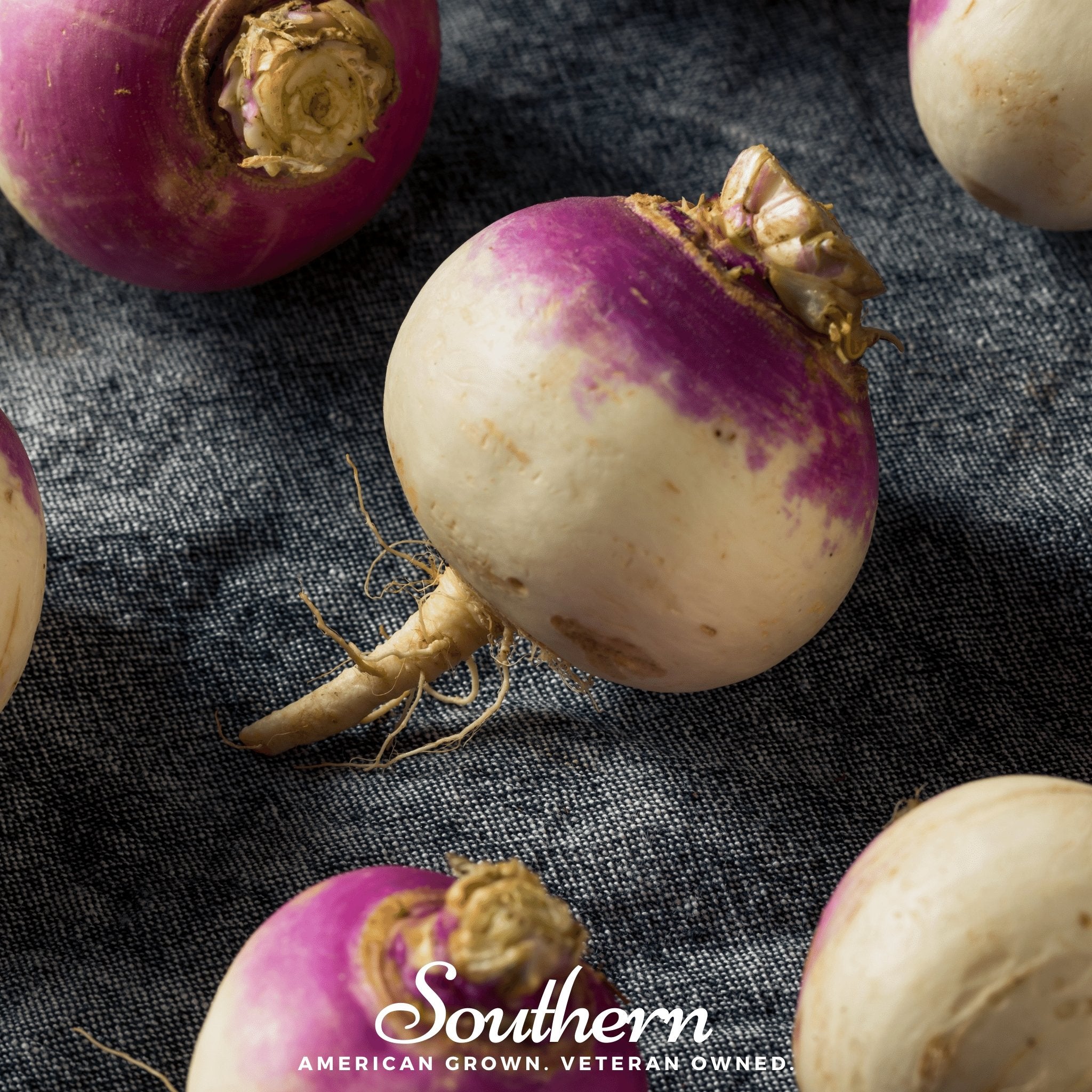 Purple Top White Globe Turnip – 250 Seeds | Seeds | Wiccan Center