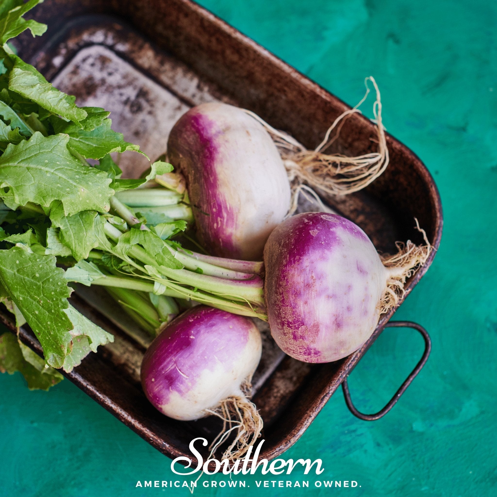 Purple Top White Globe Turnip – 250 Seeds | Seeds | Wiccan Center