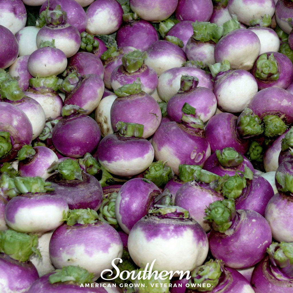 Purple Top White Globe Turnip – 250 Seeds | Seeds | Wiccan Center