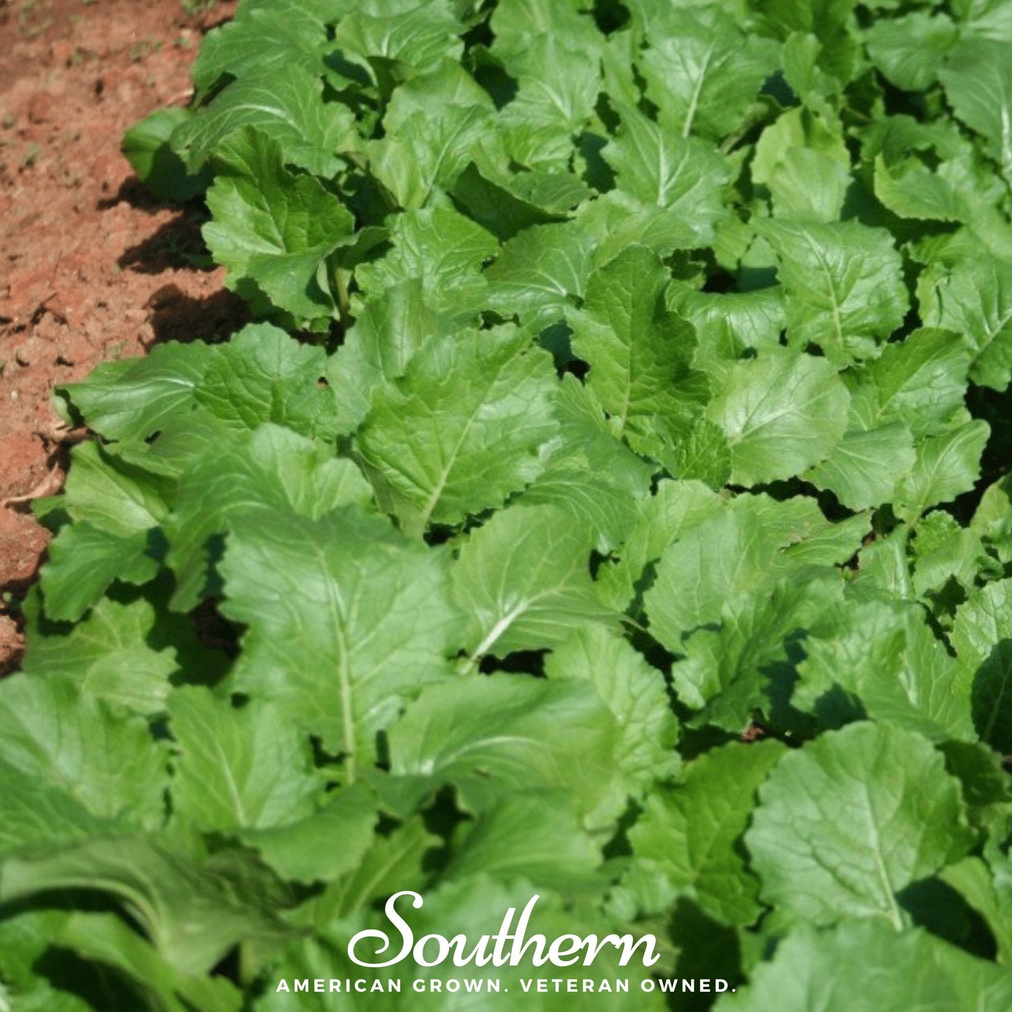 Seven Top Turnip – 100 Seeds | Seeds | Wiccan Center