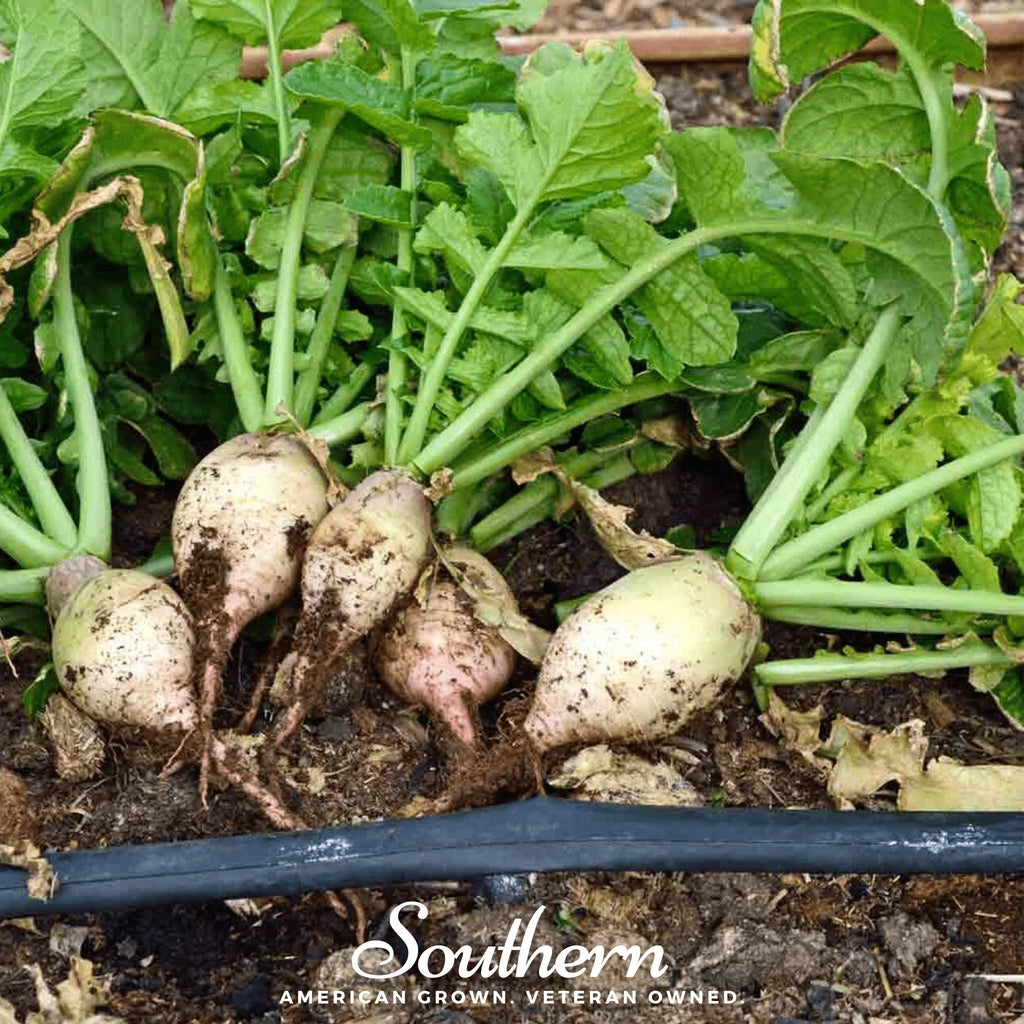 Seven Top Turnip – 100 Seeds | Seeds | Wiccan Center
