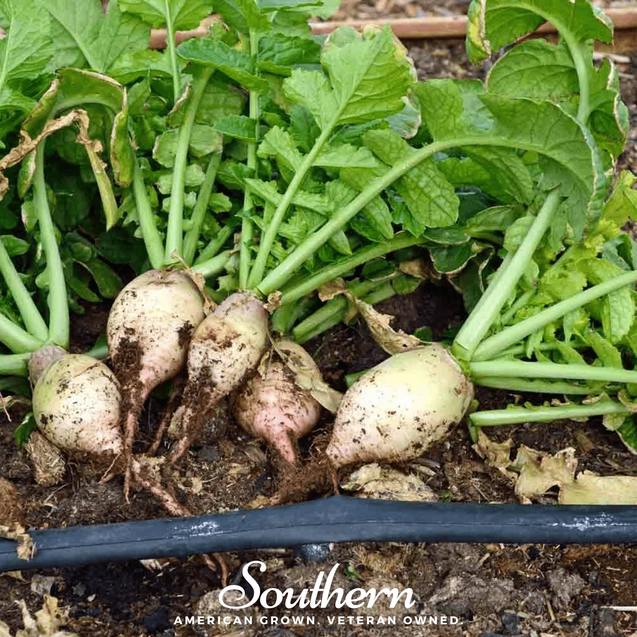 Seven Top Turnip – 100 Seeds | Seeds | Wiccan Center