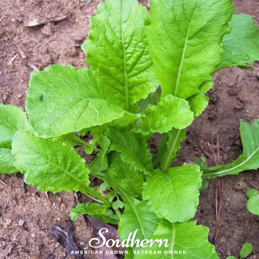 Seven Top Turnip – 100 Seeds | Seeds | Wiccan Center
