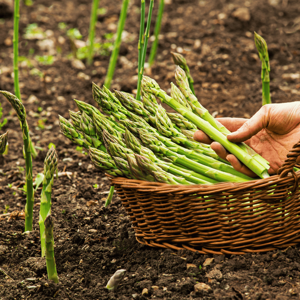 UC157 F2 Asparagus – 50 Seeds | Seeds | Wiccan Center