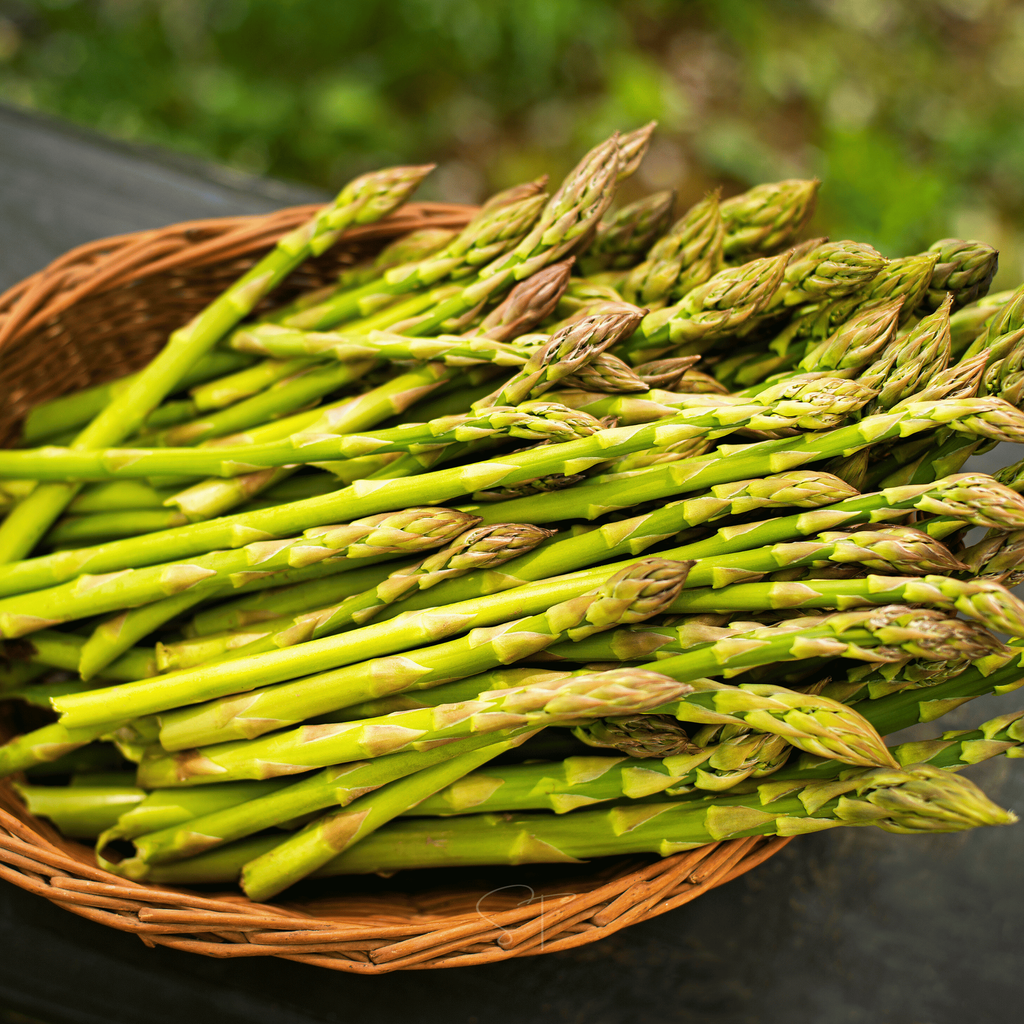 UC157 F2 Asparagus – 50 Seeds | Seeds | Wiccan Center