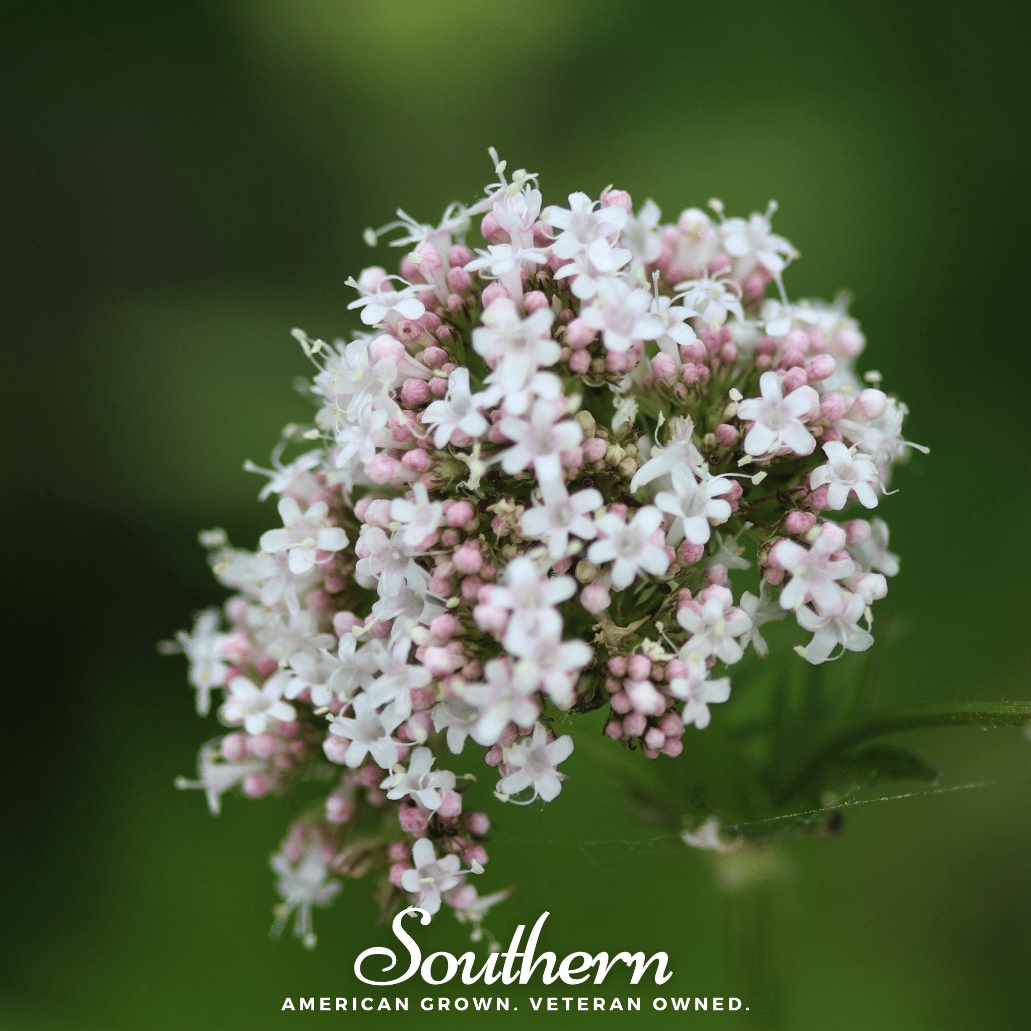Valerian – 100 Seeds | Seeds | Wiccan Center