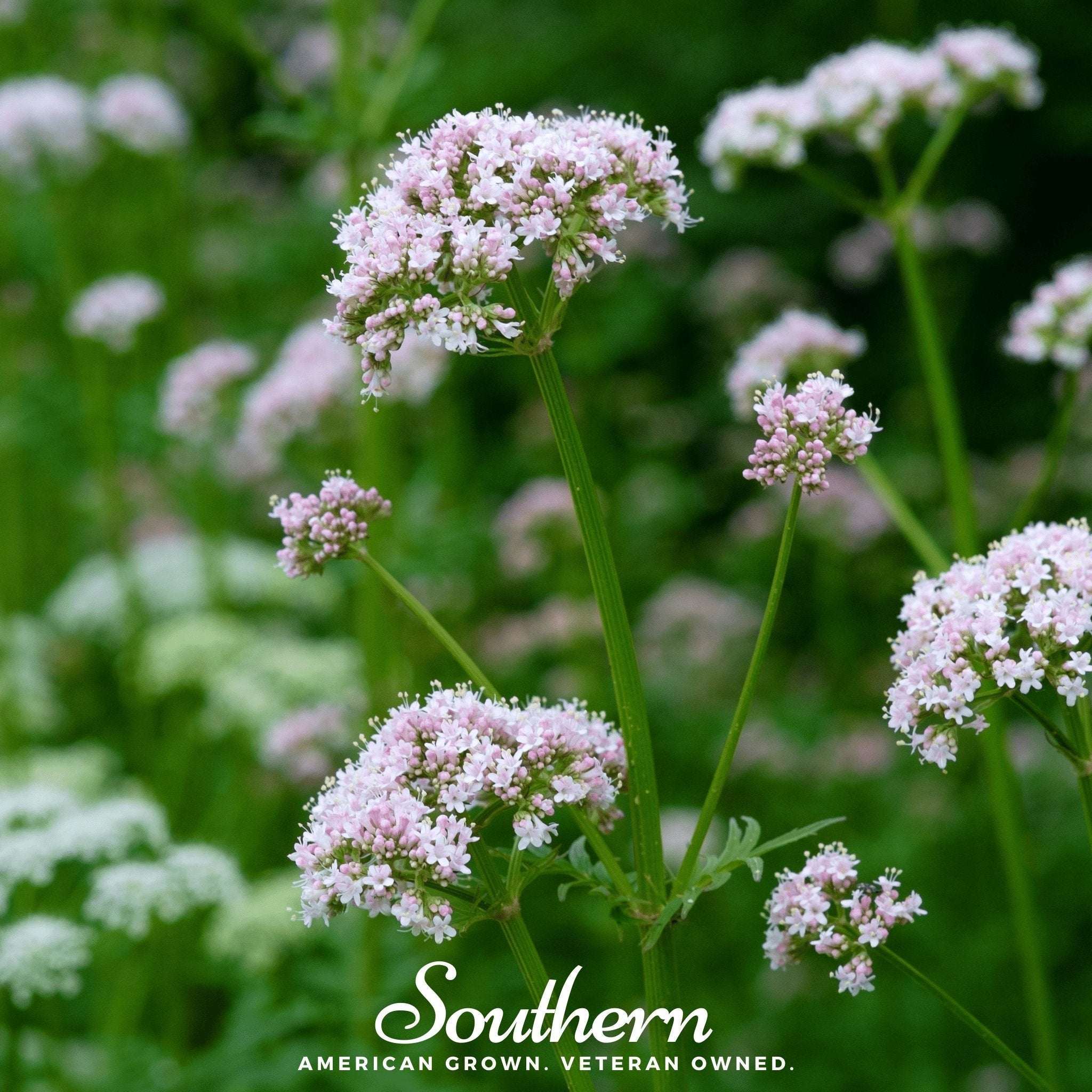 Valerian – 100 Seeds | Seeds | Wiccan Center