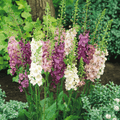 Verbascum Mullein Mix – 100 Seeds | Seeds | Wiccan Center