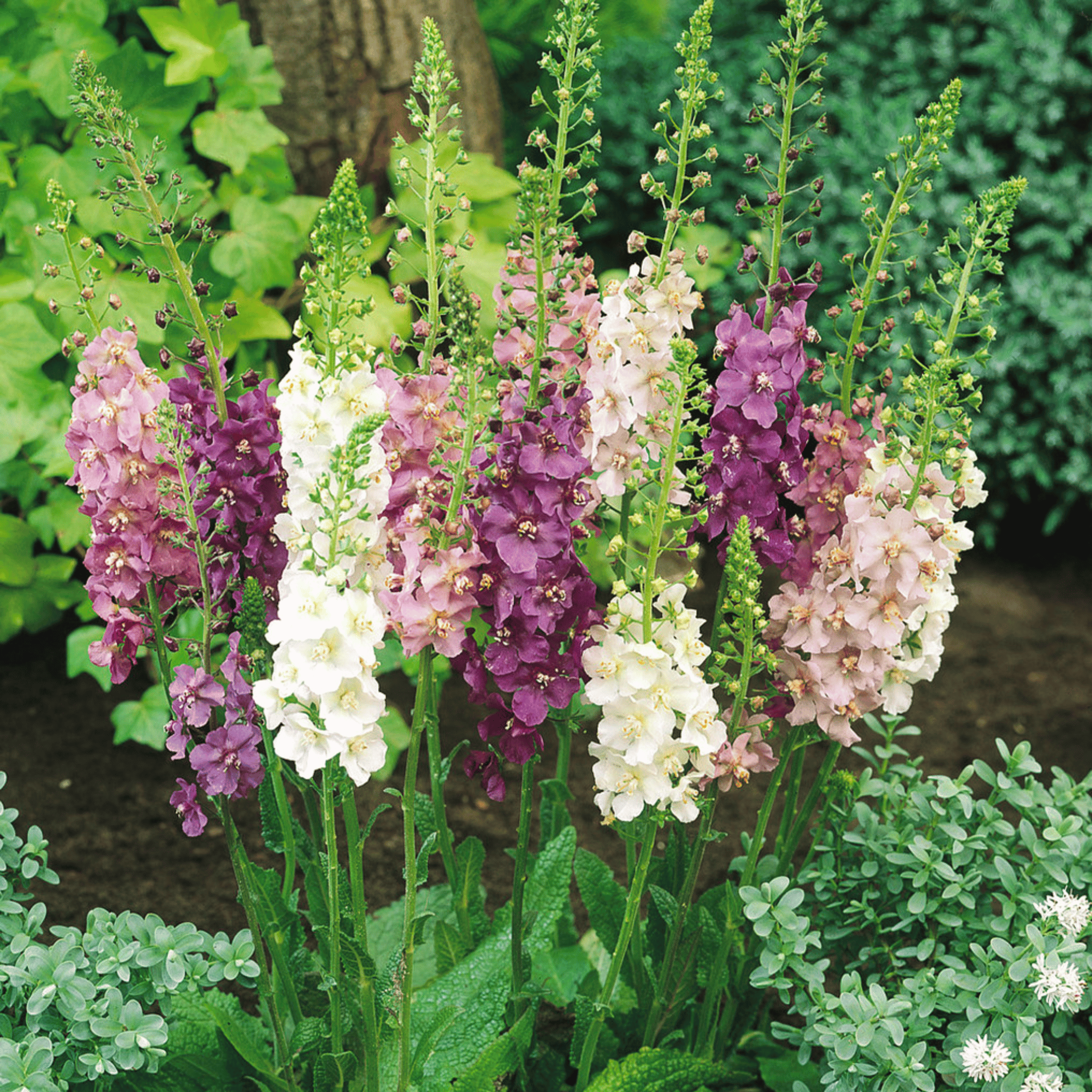 Verbascum Mullein Mix – 100 Seeds | Seeds | Wiccan Center