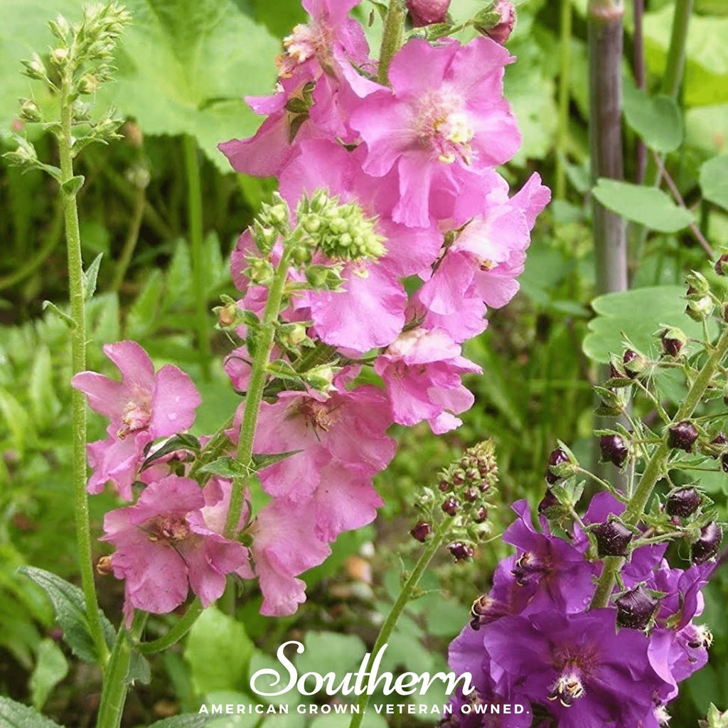 Verbascum Mullein Mix – 100 Seeds | Seeds | Wiccan Center