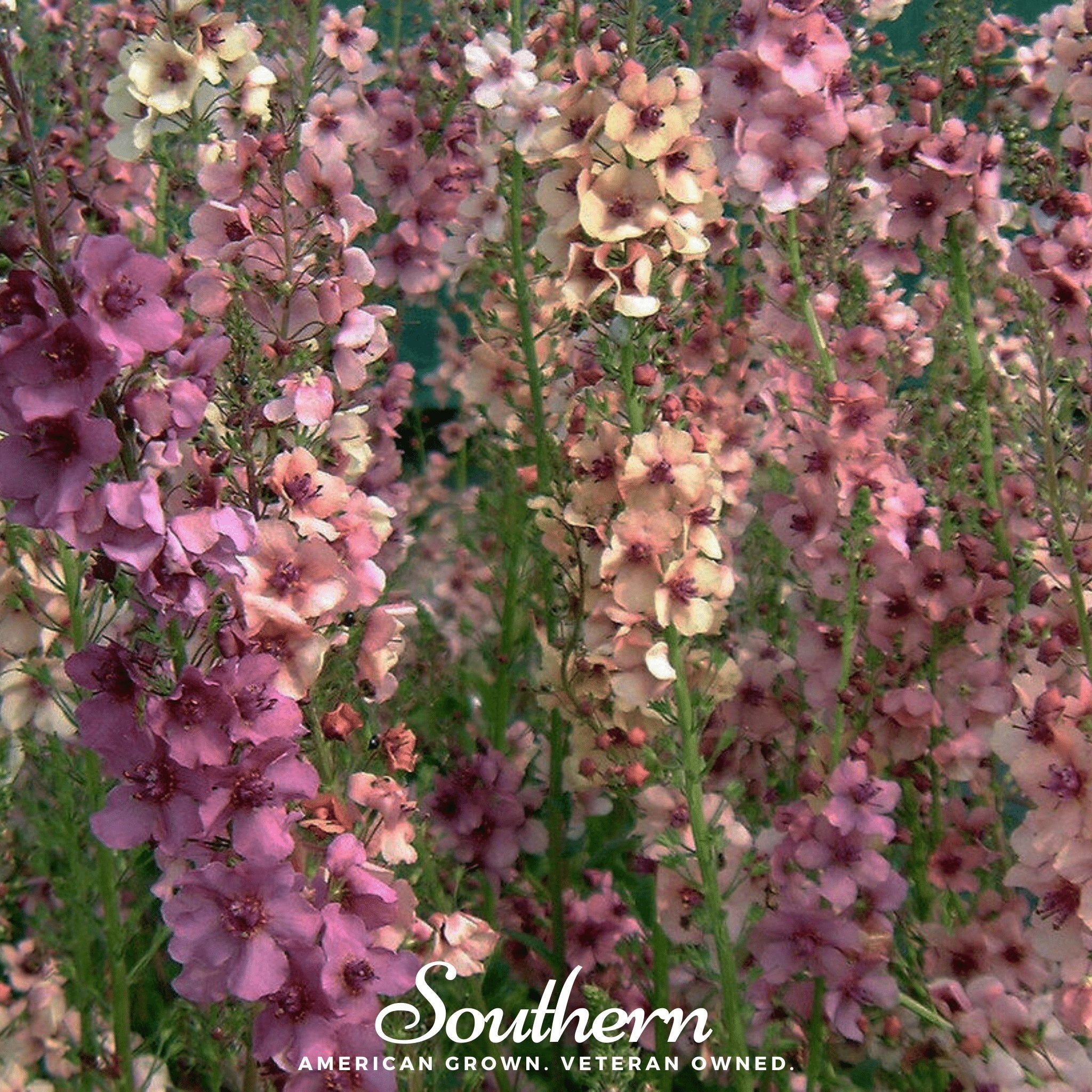 Verbascum Mullein Mix – 100 Seeds | Seeds | Wiccan Center