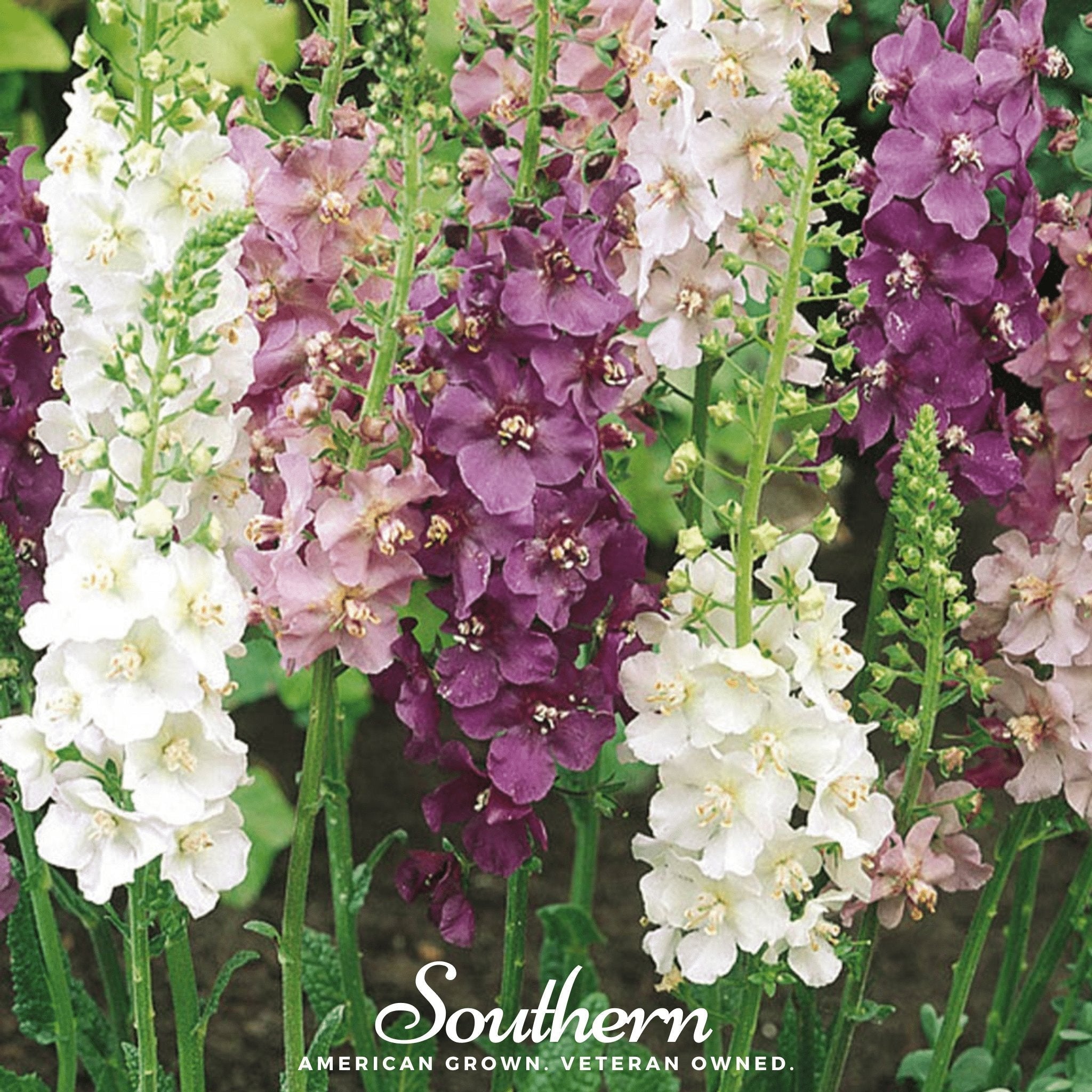 Verbascum Mullein Mix – 100 Seeds | Seeds | Wiccan Center