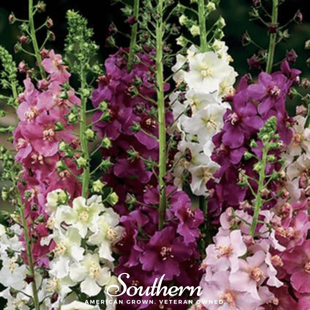 Verbascum Mullein Mix – 100 Seeds | Seeds | Wiccan Center