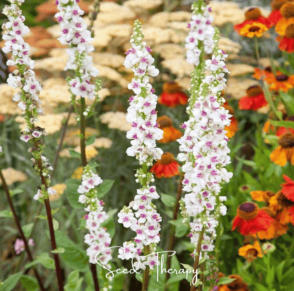 Wedding Candles Verbascum – 50 Seeds | Seeds | Wiccan Center