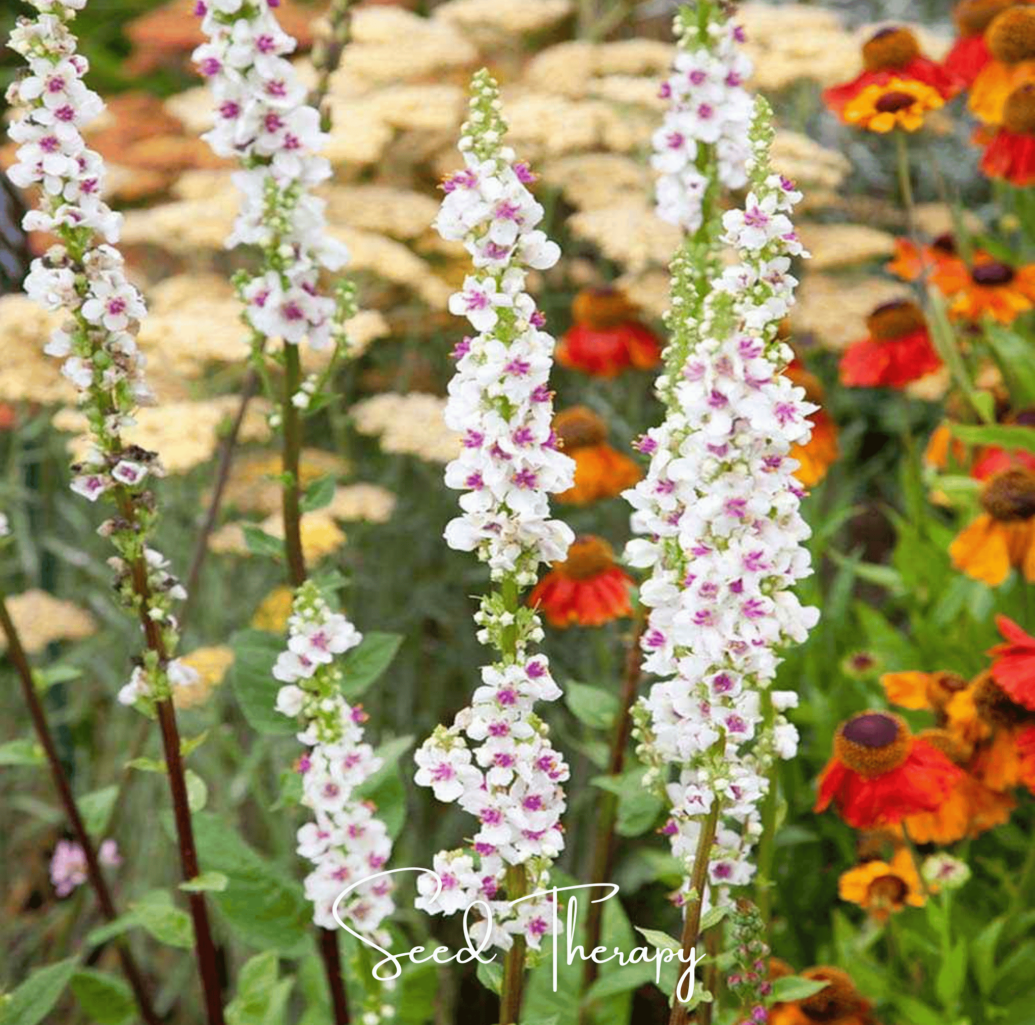 Wedding Candles Verbascum – 50 Seeds | Seeds | Wiccan Center