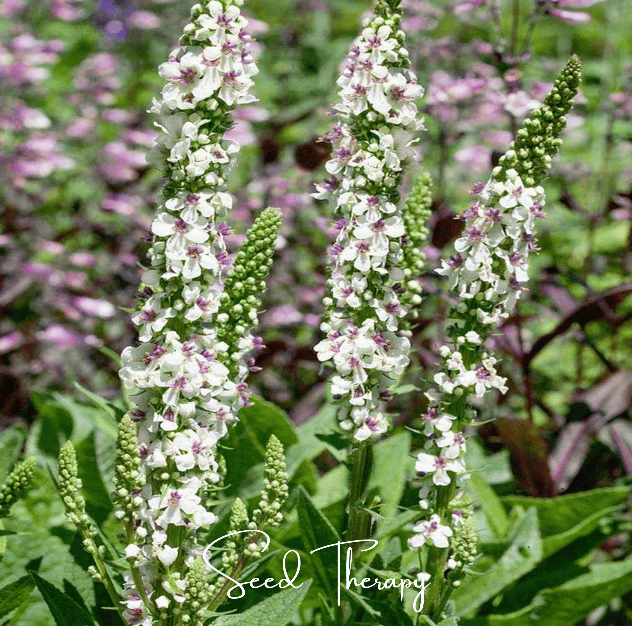 Wedding Candles Verbascum – 50 Seeds | Seeds | Wiccan Center